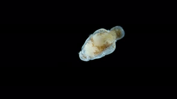 Larva Sea Angel Mollusca Gastropoda Under Microscope Suborder Gymnosomata Superfamily Clionoidea