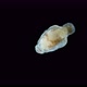 Larva Sea Angel Mollusca Gastropoda Under Microscope Suborder Gymnosomata Superfamily Clionoidea - VideoHive Item for Sale