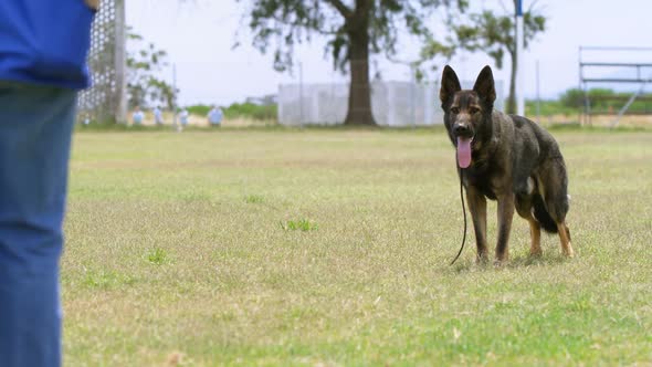 Shepherd dog standing in the fied