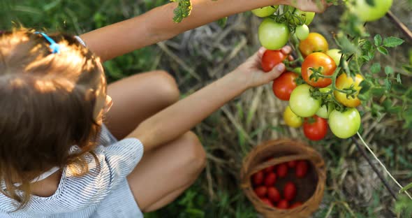 Little Kid Girl Picking Collect Harvest of Organic Red Tomatoes in Basket at Home Gardening