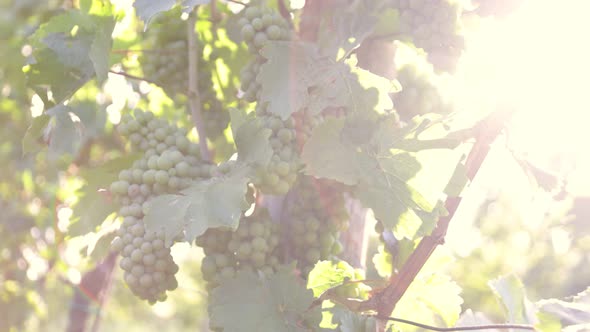 Slow Motion Shot of Ripe White Grapes in Sunny Vineyard