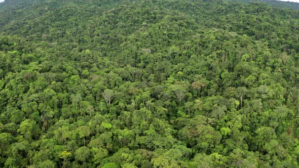 Aerial view of a tropical forest at daytime, a relaxing nature background