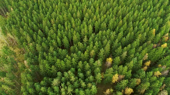 Zooming Out From Lush Green Pine Tree Tops, Drone Stock Footage