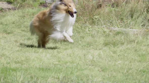 Collie dog runs near a mountain lake in a sunny day, slow motion.