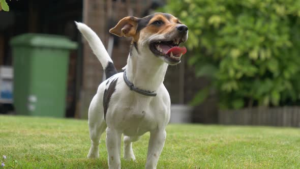 Close up shot of playful jack russel terrier in garden wags with tail,slow motion shot.