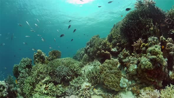 Coral Reef with Fish Underwater