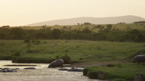 Pan left view of hippopotamuses in a river