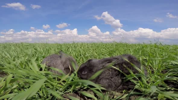 Cute rabbit in the green grass. Spring wind.