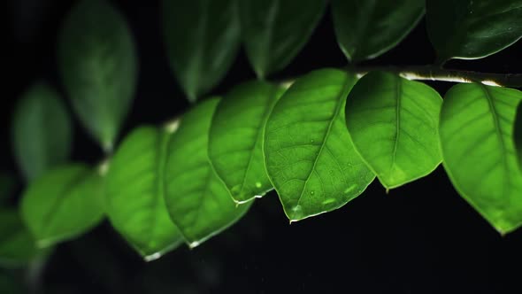 Water Drop On A Plant Leaves 2