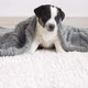 Newborn Puppy on Knitted Plaid - VideoHive Item for Sale