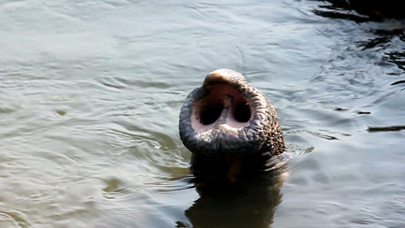 Trunk in the Water