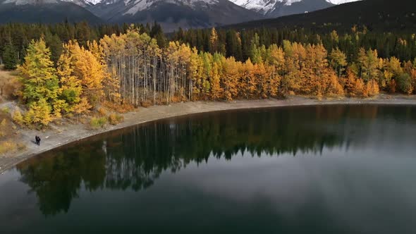 Yellow Autumn Aspen Tree Leaves