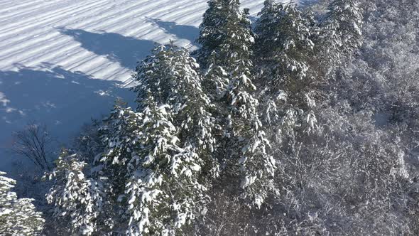 Slow flight above the coniferous tree shadows on snow 4K drone video