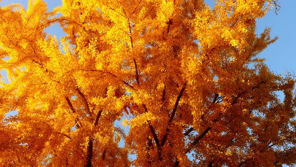 The bright yellow leaves of the Ginkgo Biloba tree in autumn