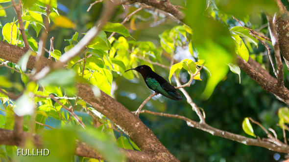 Humming Bird On Caribbean Island