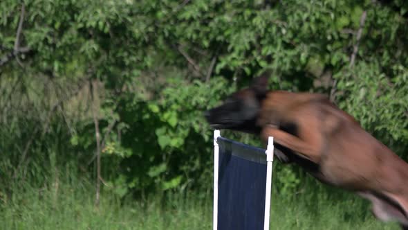 Dog's Jumping Over Obstacle.