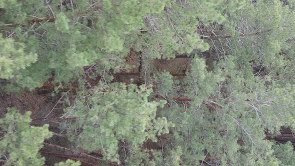 Vertical Video of Trees in a Pine Forest Slow Motion