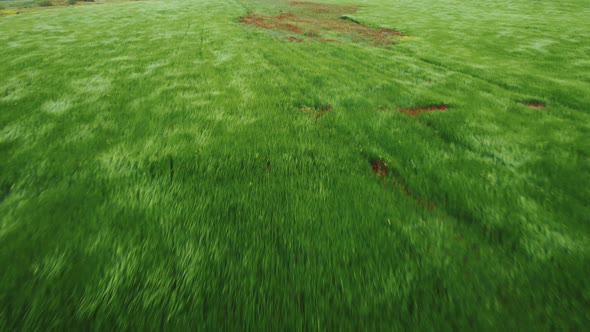 Green Field and Red Flowers Aerial View