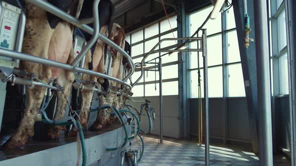 Automatic Cow Milking Equipment in Modern Dairy Production Facility Farmland