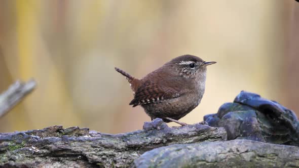 Young Eurasian Wren Troglodytes Troglodytes Sits on a Thick Branch of the Tree