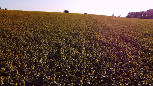 Aerial Drone View Flight Over Ver Field with Ripe Sunflower Heads