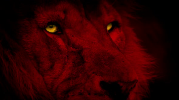 Red Lion Face With Bright Yellow Eyes