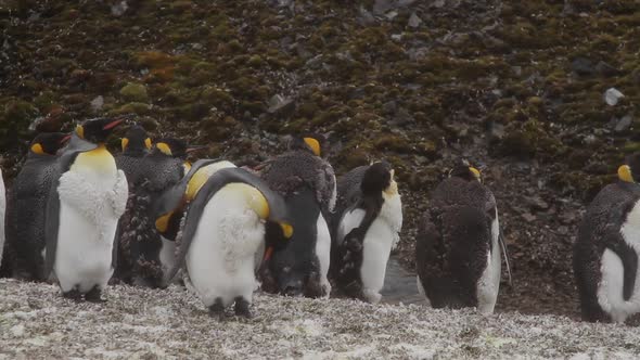 King Penguins On South Georgia Island