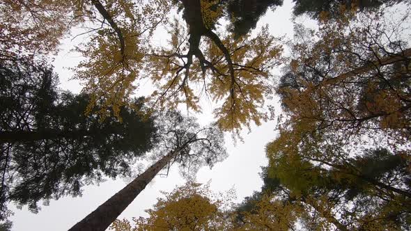Looking up on tree tops spinning in slow motion.