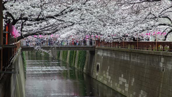 Cherry Blossom Meguro River Tokyo Bridge Timelapse