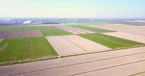 Boundless Plowed and Green Sprouting Fields in Square Shape