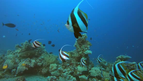 Fish Marine Garden