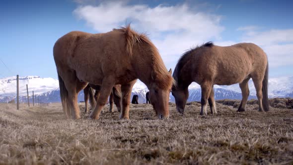 Icelandic Horses Reflecting in a Frozen River. Farm Animals on Pasture.