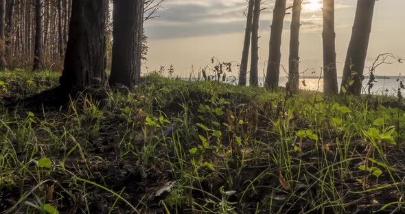 Wild Forest Lake Timelapse at the Summer Time, Wild Nature and Rural Meadow, Green Forest of Pine