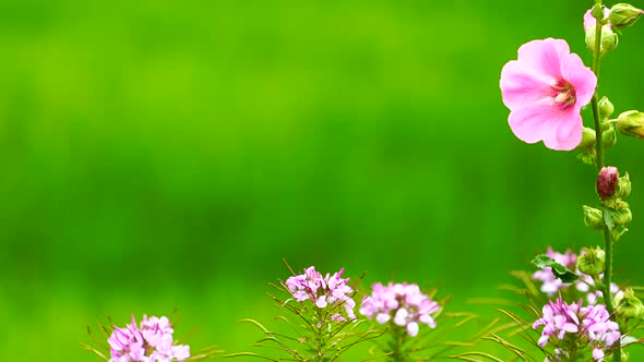 Pink Flower on Green Field Background