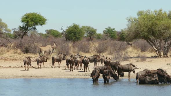 Blue Wildebeest Drinking At A Waterhole