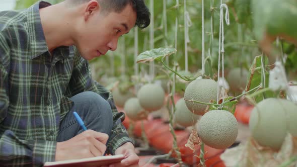 Asian Farmer Is Documenting Data The Yield And Growth Of Melons In Organic Farms With Book