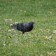 Pigeon on Grass - VideoHive Item for Sale