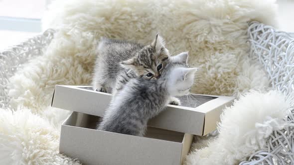 Cute Kittens Playing On A Box