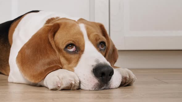 Dog Beagle Lies at Home on the Floor and Preparing to Sleep