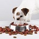 Feeding Dog by Dry Food