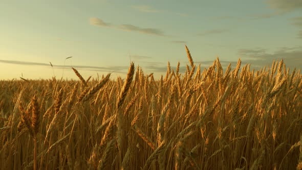 Field of Ripening Wheat Against the Blue Sky. Spikelets of Wheat with Grain Shakes the Wind. Grain