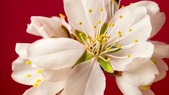 Almond Blossom Timelapse on Red