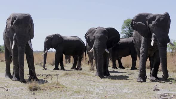 African Elephant in Caprivi Game Park