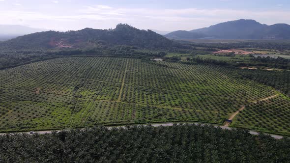 Aerial sliding view new replanted oil palm