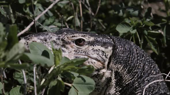 Asian water monitor peeking through foliage