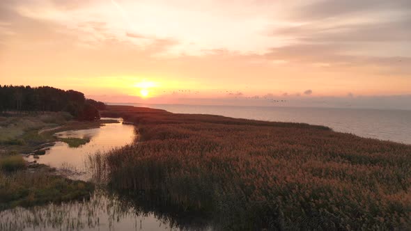 AERIAL: Flock of Birds Flying Above Coast During Golden Hour at the Sunrise