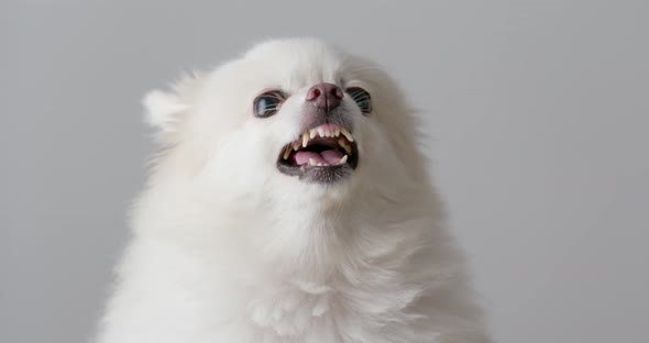 White Pomeranian dog feeling angry