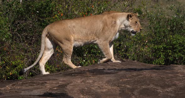 African Lion, panthera leo, Female walking on Rock, Masai Mara Park in Kenya, Real Time 4K