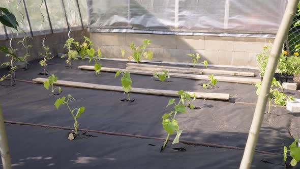 Plants (Fruits and Vegetables) Grown in a Greenhouse