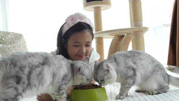 Cute Asian Girl Feeding American Shorthair Cats At Home